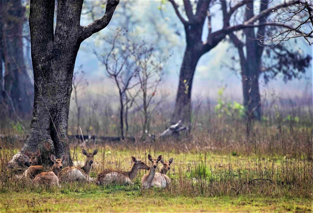 Mango Tree Lodge Bardiya Екстер'єр фото