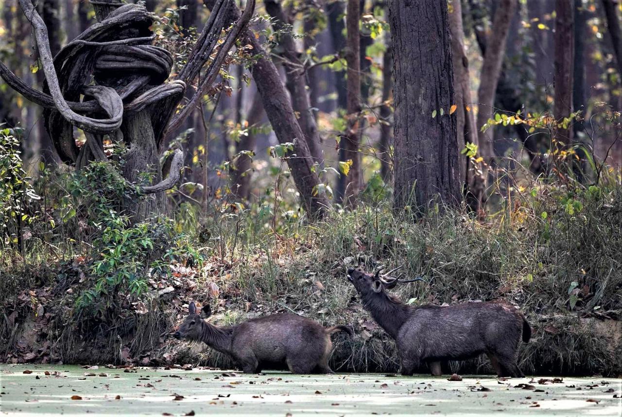 Mango Tree Lodge Bardiya Екстер'єр фото
