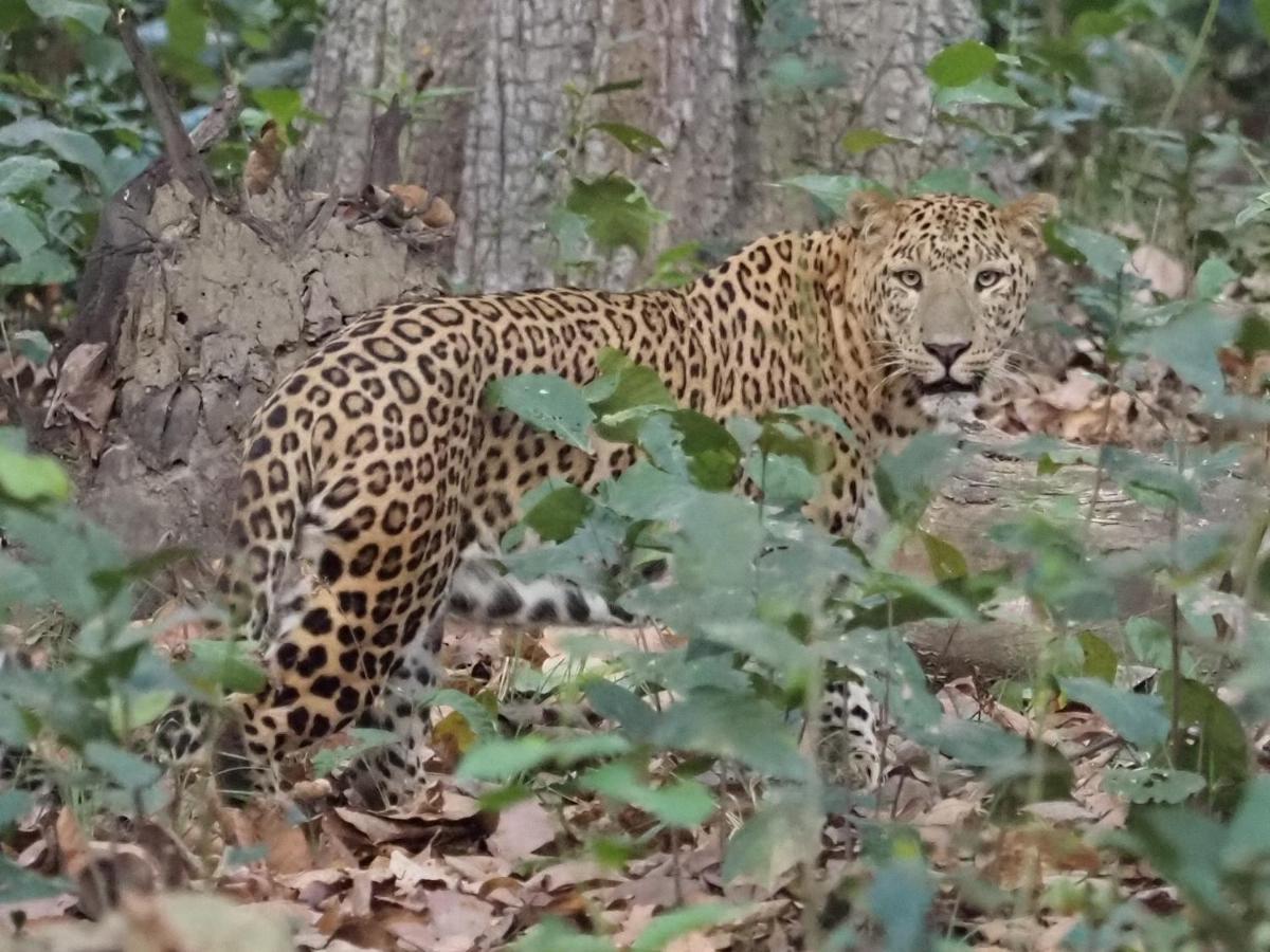 Mango Tree Lodge Bardiya Екстер'єр фото